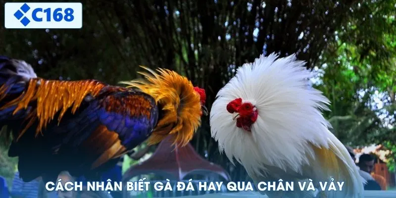 Cách nhận biết gà đá hay qua chân và vảy