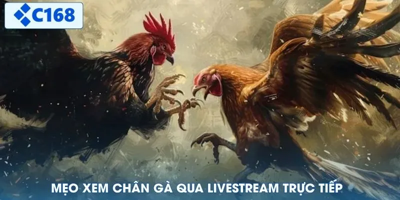 Mẹo xem chân gà qua livestream trực tiếp