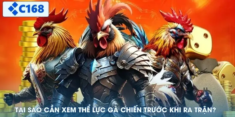 Tại sao cần xem thể lực gà chiến trước khi ra trận?